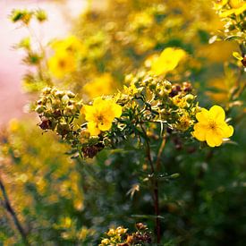 Fleurs jaune sur Dawid Baniowski