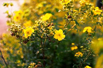Flowers yellow by Dawid Baniowski
