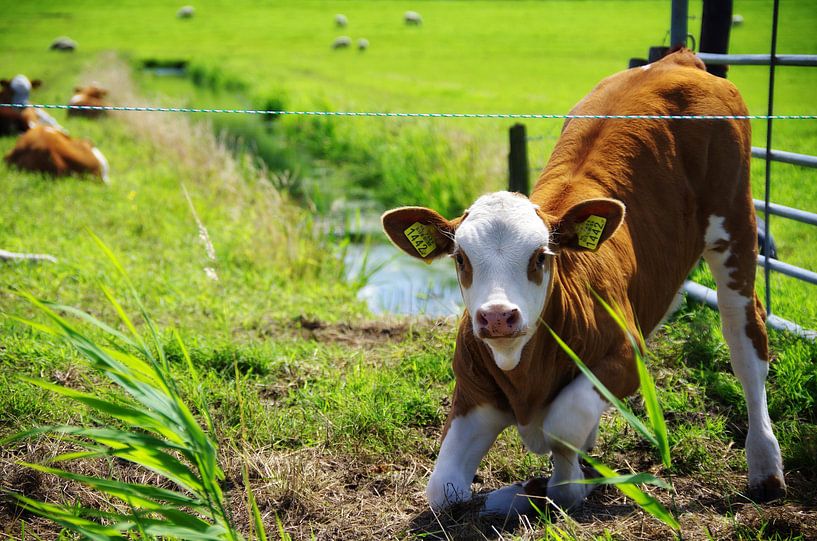 Calf by Patrick Kerkhoff