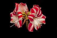 Amaryllis