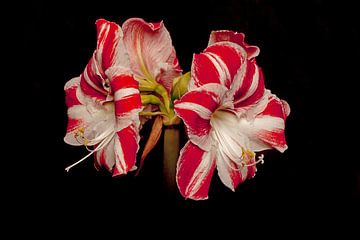 Amaryllis von Koos Hageraats