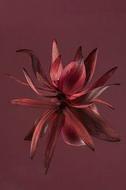 La fleur de Bourgogne (du Leucadendron) se reflète sur un fond de couleur bordeaux sur Marjolijn van den Berg