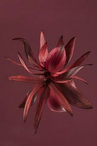 Burgundische Blume (des Leucadendron) spiegelt mit burgunderrotem Hintergrund