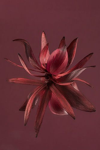 La fleur de Bourgogne (du Leucadendron) se reflète sur un fond de couleur bordeaux