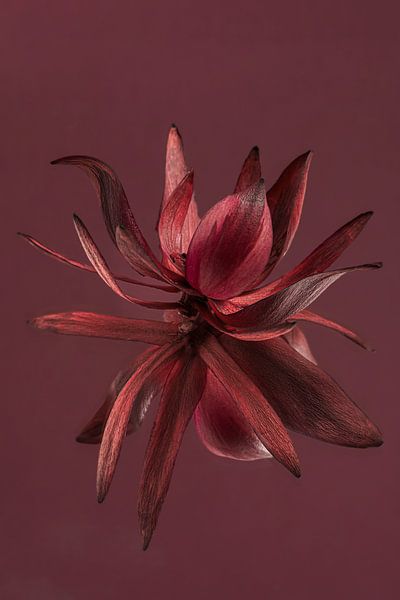Bordeauxrode bloem (van de Leucadendron) weerspiegelt met bordeauxrode achtergrond van Marjolijn van den Berg