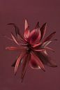 Bordeauxrode bloem (van de Leucadendron) weerspiegelt met bordeauxrode achtergrond van Marjolijn van den Berg thumbnail