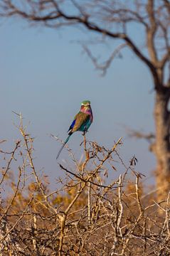 Vogel in het Krugerpark, Zuid-Afrika van Just Go Global
