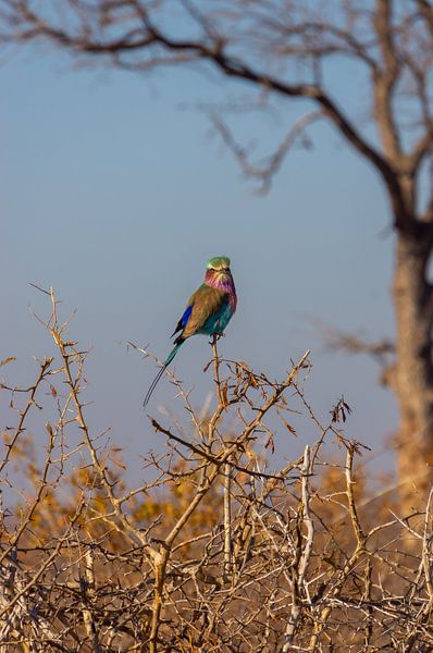 Oiseau dans le parc Kruger, Afrique du Sud par Just Go Global