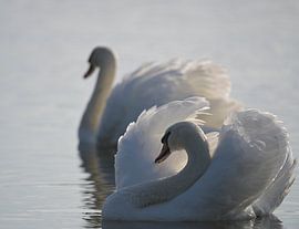 Der Schwan - 3 von René Beijer