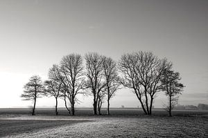 Rangée d'arbres en hiver (noir et blanc) sur Bo Scheeringa Photography