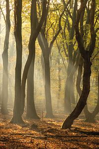 L'arbre penché