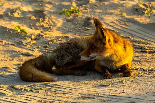 Vos ligt heerlijk in de zon in het zand van de duinen in Ijmuiden.