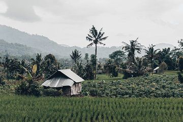 Authentic tropical views in Bali, Indonesia by Troy Wegman