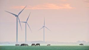 Kühe und Windräder von Martijn van der Nat