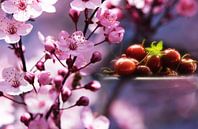 Frische Kirschen im rosa Blütentraum von Tanja Riedel Miniaturansicht