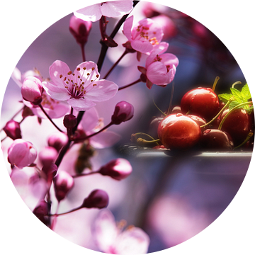 Verse kersen in de roze bloesemdroom