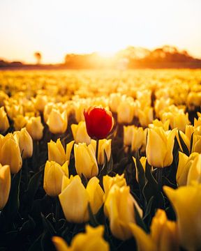 Tulpenveld Smilde, Drenthe, Nederland van Marion Stoffels