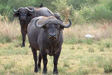 Cape buffalo (Syncerus caffer), Uganda by Alexander Ludwig