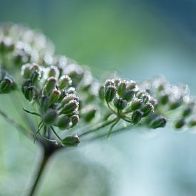 Wildblumen von PeetMagneet