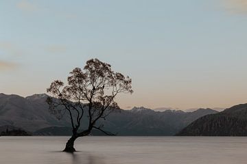 Silent Solitude - Boom Nieuw Zeeland van Joëlle Jozen-Sinnema