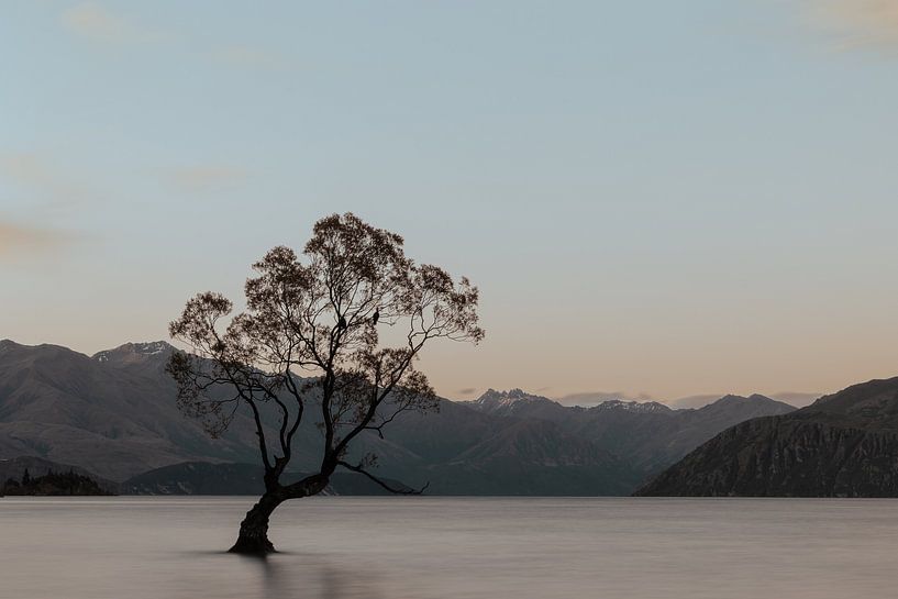 Tree New Zealand by Joëlle Jozen-Sinnema
