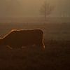 Highlander écossais sur la Westerheide près de Hilversum sur Jos van den Berg