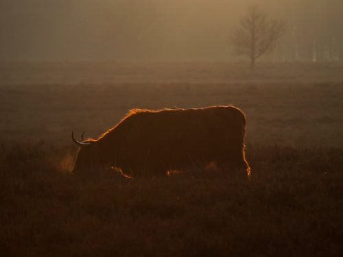 Schotse Hooglander op de Westerheide bij Hilversum
