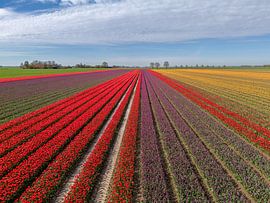 Entdecken Sie die Farbexplosion: Tulpen in niederländischen Blumenzwiebelfeldern von Robin Jongerden
