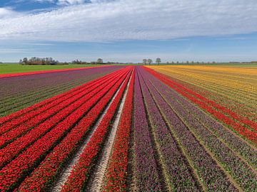 Ontdek de Kleurenexplosie: Tulpen in Nederlandse Bollenvelden van Robin Jongerden