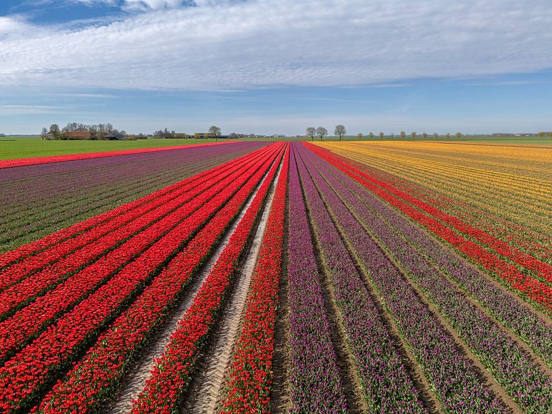 Discover the Colour Explosion: Tulips in Dutch Bulb Fields by Robin Jongerden