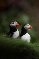 Puffins on the island of Drangey in Iceland in the rain