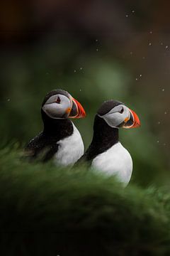 Puffins op het eiland Drangey in IJsland in de regen van Marion Stoffels