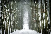 Walking in winterwonderland II