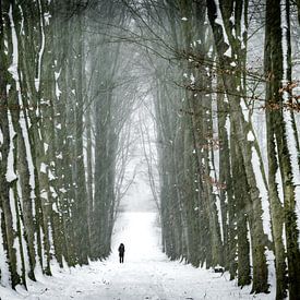 Walking in winter wonderland II by Chris Biesheuvel I  Dream Scapes