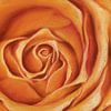 Gelbe Rose Pastellgemälde von Karen Kaspar