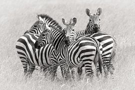 Zebras von Kirill Trubitsyn