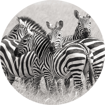 Zebra's van Kirill Trubitsyn