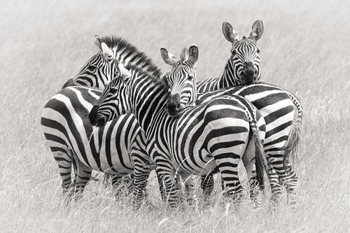 Zebras