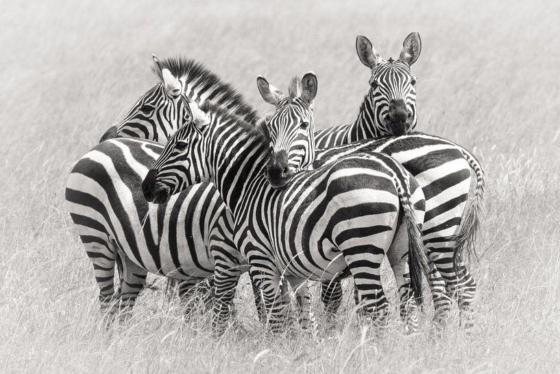 Zebras, Kirill Trubitsyn von 1x