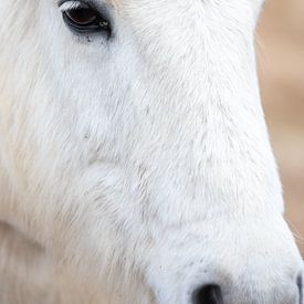 Islandpony von PeetMagneet