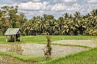 Rijstvelden in Ubud op Bali - Indonesie van Dries van Assen thumbnail