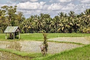 Ubud - Bali - Indonesie