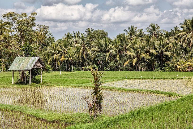 Rijstvelden in Ubud op Bali - Indonesie van Dries van Assen