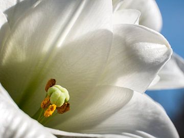 Fleur d'orchidée blanche et jaune en gros plan sur Art By Dominic