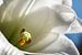 Orchidee Bloem Wit Geel Close-up Macro Fotografie van Art By Dominic