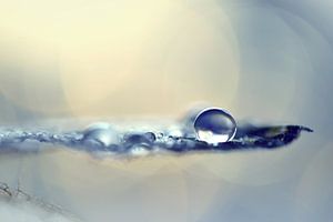 Macro - Druppel