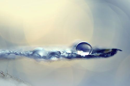 Macro - Druppel