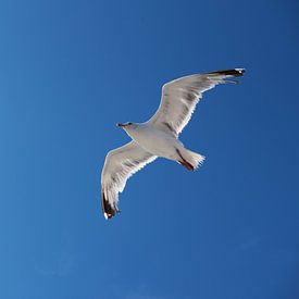 Gefühl der Freiheit – Möwe am blauen Himmel von Margot van den Berg
