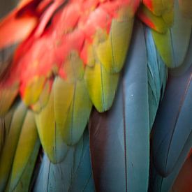 Macaw I by matthijs rouw