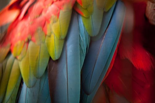 Macaw I